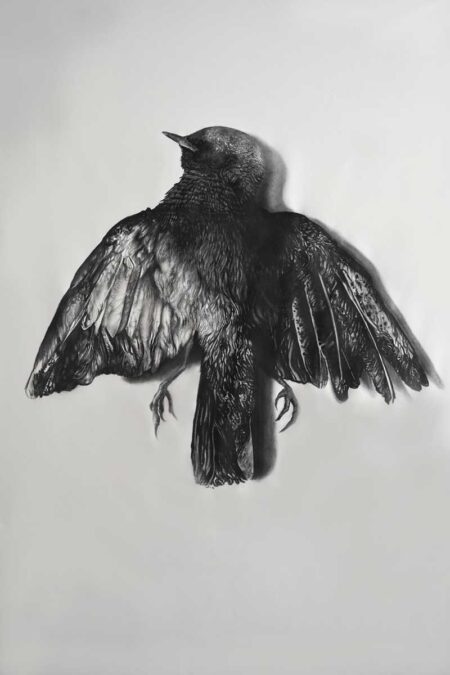 Black-Bird. Carbonilla y grafito sobre tela 150x100 cm. Año 2020.